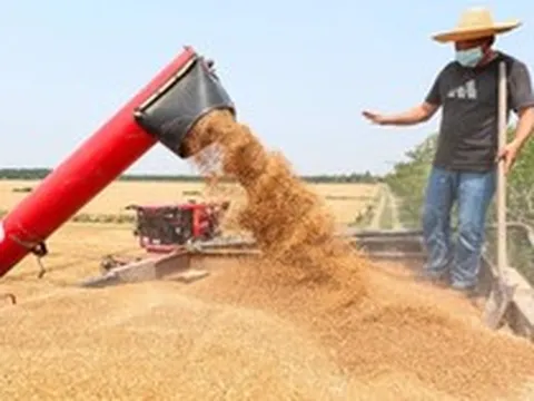 Phát minh của Trung Quốc làm rung chuyển ngành lương thực: Tạo ra mô hình ruộng lúa tái sinh không cần gieo trồng lại, năng suất 18 tấn/ha