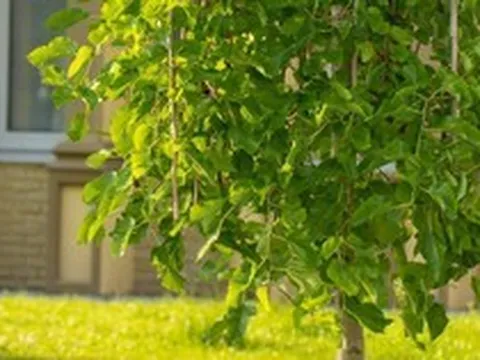 3 loại cây “hao tài tán lộc”, không nên trồng trong sân nhà