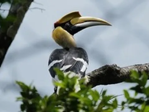 Bất ngờ ghi nhận "báu vật hồng hoàng" lần đầu xuất hiện tại VQG Chư Mom Ray: Được bảo vệ nghiêm ngặt