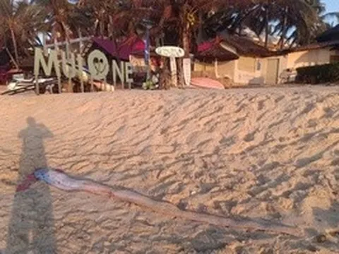 Thêm 1 con cá mái chèo dạt vào bờ biển Mũi Né, thu hút sự hiếu kỳ