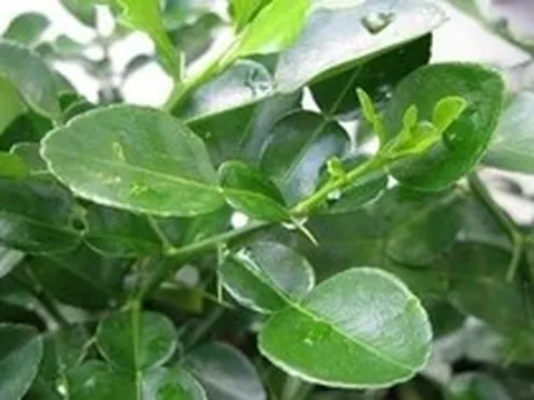 Người Việt có 1 loại lá chống rụng tóc, kích thích mọc tóc con hiệu quả, "đánh bại" nhiều bệnh tật thế nhưng đang bị bỏ phí