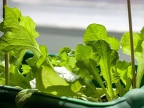 3 loại cây rất hợp với người U50: Biết trồng thì thể chất và tinh thần tốt lên trông thấy