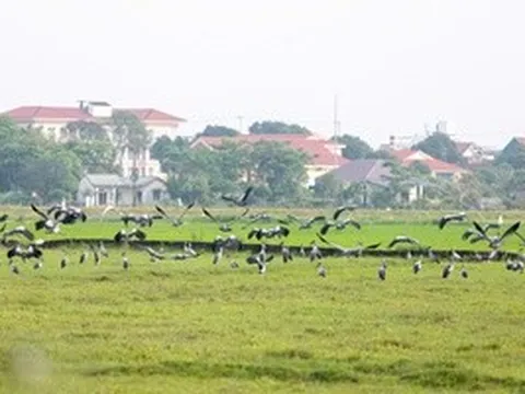 Đàn cò quý hiếm xuất hiện trên đồng ruộng Quảng Trị