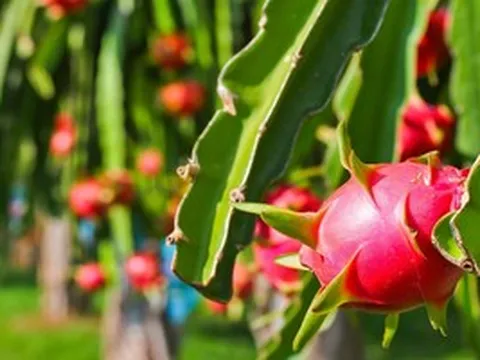 Bộ Nông nghiệp và Môi trường nói gì về tần suất kiểm tra của EU với thanh long từ Việt Nam?