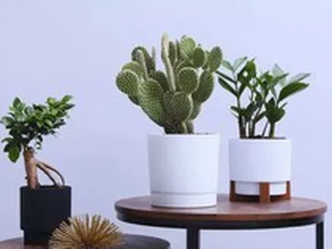 7 loại cây không bao giờ nên đặt gần cửa chính