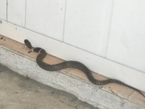 Rắn bò vào dù nhà sạch bong kin kít: 6 nguyên nhân không phải ai cũng biết