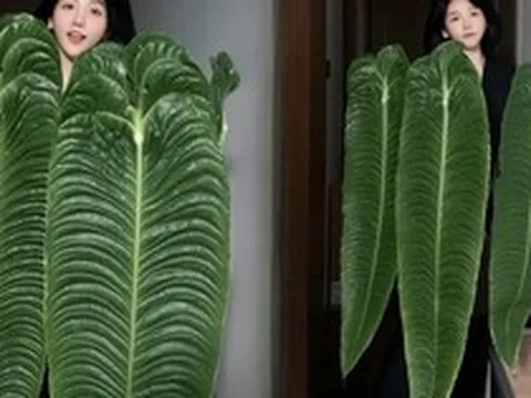 Không phải trầu bà hay kim tiền, đây mới là "vị vua" của góc ban công năm nay: Càng nuôi lá càng to, vân hằn cuồn cuộn đẹp ma mị