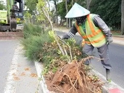 Lý do nhổ hàng ngàn cây huỳnh liên trên cung đường đẹp bậc nhất vào Vũng Tàu