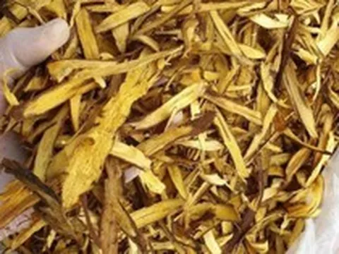 1 loại cây quý phơi khô là "khắc tinh của ung thư", hạ đường huyết hiệu quả: Rất sẵn ở Việt Nam