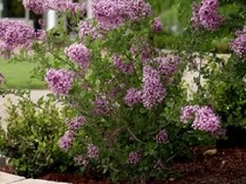 8 loại cây nở hoa thơm ngát suốt mùa hè, nên trồng ngay trong nhà