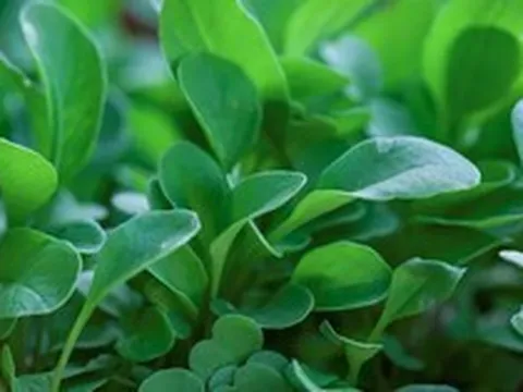 Loại rau tốt nhất thế giới với mật độ dinh dưỡng dày đặc: Ở Việt Nam không thiếu