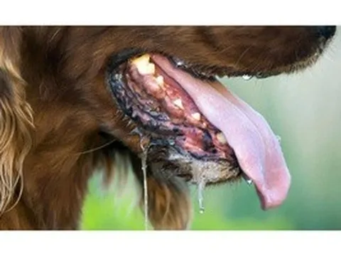 Người đàn ông nguy kịch sau gần 1 năm bị chó con cắn