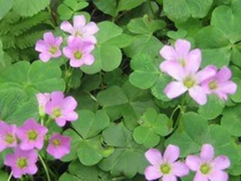 Loại rau dại quen mặt trong vườn, nấu canh chua cực ngon, hóa ra lại “giàu giá trị” cho sức khỏe