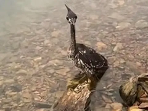 Loài chim bí ẩn nhất thế giới, chỉ còn lại 1.000 cá thể