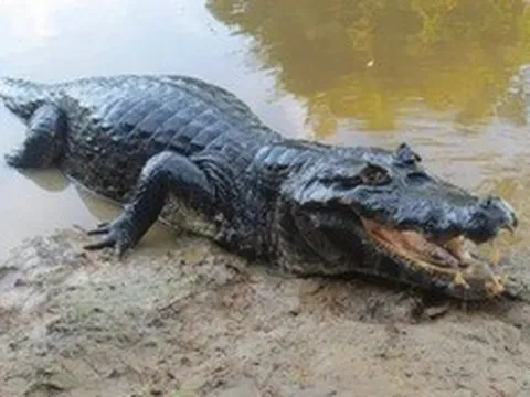 Tây Ninh phát hiện cá sấu dài 1,5m, nặng gần 25kg dưới kênh