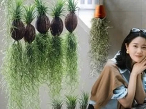 Thú chơi "cây không khí" giải nhiệt mùa hè: Không đất, không rễ vẫn sống xanh mướt, làm thoáng không gian nhà bạn!