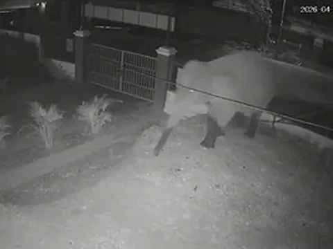 VIDEO: Voi rừng "đi dạo" trên quốc lộ, phá rào vào trường học