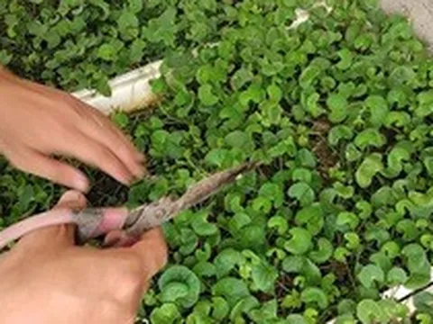 3 loại rau nên trồng trong vườn nhà, có 1 cây cũng tốt đủ đường