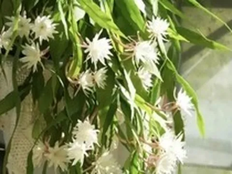 Ông bà căn dặn: "Cây hợp nhà thì lộc tụ, người yên, con cháu hưởng phúc" - 6 loài cây tốt nên trồng ngay