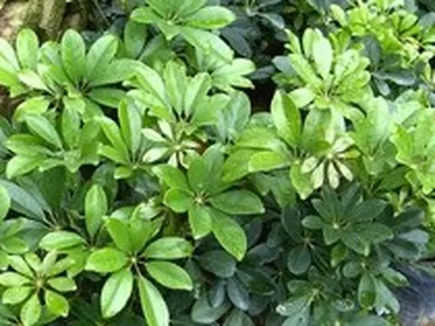 4 loại cây vừa đuổi rắn lại có khả năng trấn trạch, xua đuổi tà khí bảo vệ gia chủ