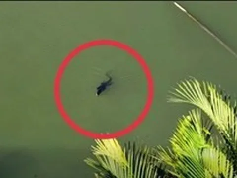 Người dân báo thấy sinh vật giống cá sấu giữa đầm lầy ở TP.HCM, chuyên gia nhìn kỹ liền nói: Đây là loài trong Sách đỏ