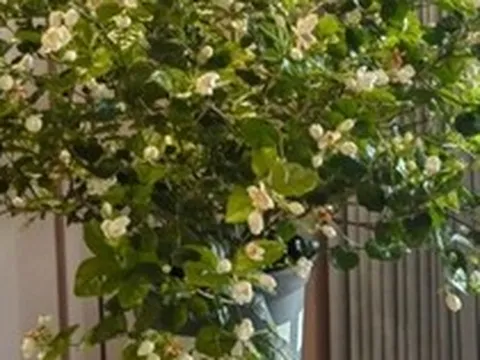 Không phải kim tiền, đây mới là 4 loài cây người giàu thích mê, vừa thẩm mỹ, vừa tốt cho sức khỏe cả nhà