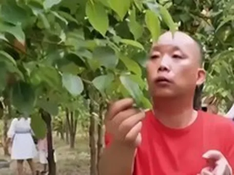 Phát hiện người đàn ông kiếm hơn 382 tỷ đồng/năm nhờ lá cây