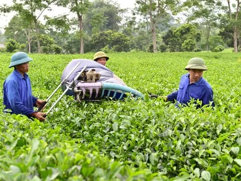 Định hướng nông nghiệp bền vững để thúc đẩy tăng trưởng kinh tế