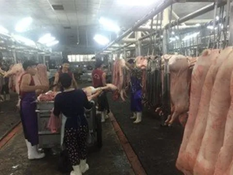 Giá heo hơi hôm nay, 7-4: Sức mua yếu, giá vẫn tăng