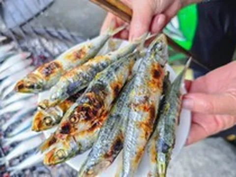 Loại cá nhiều omega-3 hơn cá hồi, được Mỹ đánh giá tốt bậc nhất thế giới: Ngư dân Việt coi là “lộc biển”