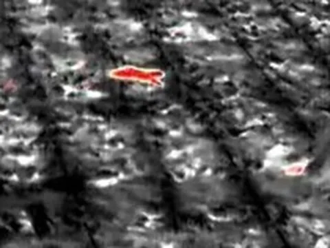 Sinh vật bí ẩn phá nát vườn chuối suốt 2 tuần: 60 người truy tìm khi camera nhiệt ghi lại bóng dáng lạ