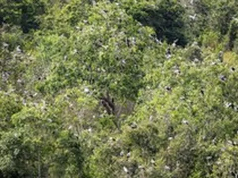 Phát hiện loài vật quý hiếm tưởng như sắp tuyệt chủng bỗng xuất hiện hàng trăm con: Nhiều người Việt vui mừng