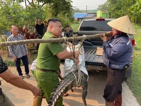 Bất ngờ phát hiện cá sấu nặng 50 kg lạc vào kênh mương nội đồng