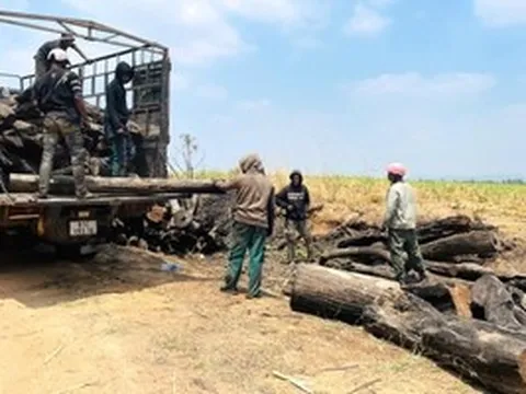 Phát hiện nhiều điểm tập kết gỗ không rõ nguồn gốc ở Gia Lai