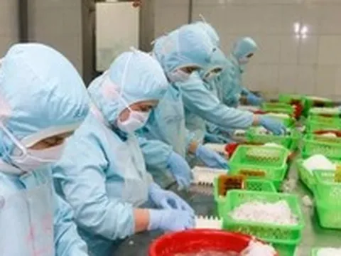 Doanh nghiệp xuất khẩu tôm 'cầu cứu'