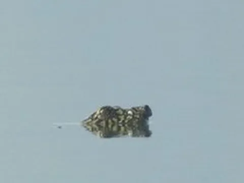 Loài vật chỉ còn 2 cá thể trên thế giới bất ngờ xuất hiện, ai thấy cũng nói quá may mắn