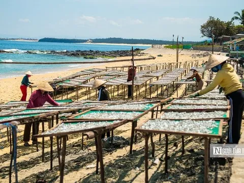 Hành trình cá cơm từ làng ra thế giới