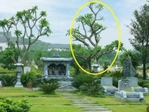 6 loại cây thường được trồng bên mộ vừa đẹp vừa giúp tụ khí, con cháu đời sau dễ công thành danh toại