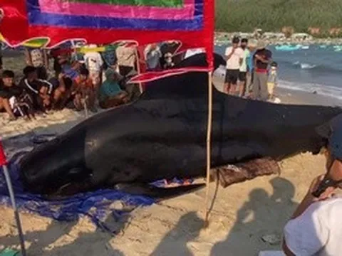 Cá Ông nặng 2 tấn dạt vào bờ biển Vịnh Hòa, người dân 3 lần đẩy ra biển nhưng bất thành