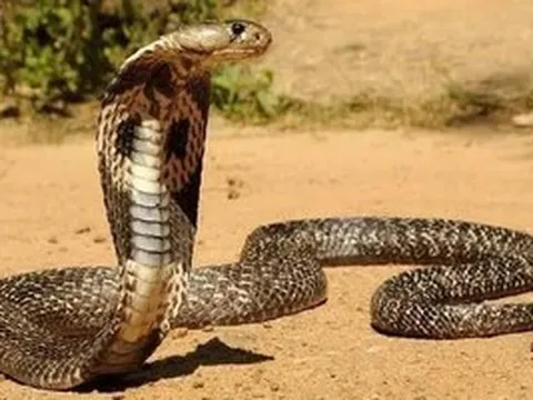 Rắn hổ mang chúa, tê tê bò vào vườn nhà dân ở Lâm Đồng