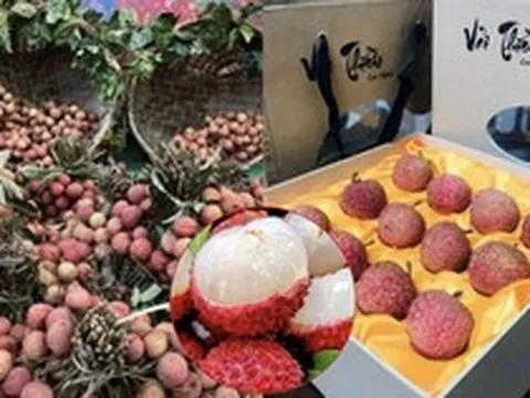 Loại quả ở Việt Nam bán rẻ như cho bỗng thành hàng hiệu xuất ngoại, chạm mốc 450.000 đồng/ ký vẫn được khách quốc tế vẫn ráo riết săn lùng