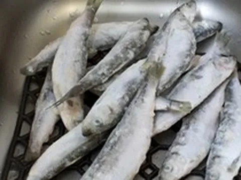 Bé trai 9 tuổi mắc ung thư máu vì thường xuyên ăn 1 loại cá, bác sĩ nhắc: 3 loại cá độc nên tránh xa