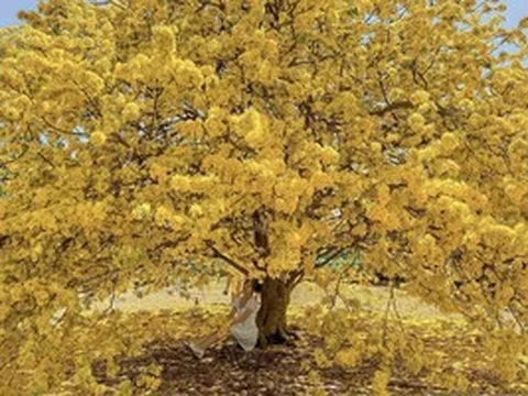 Vụ tịch thu 42 cây mai vàng "không giấy tờ": Người trồng mai ở miền Tây lo ngại