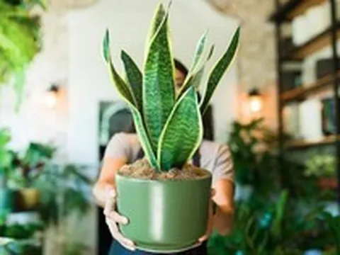 3 điều cần làm với cây lưỡi hổ ngay bây giờ