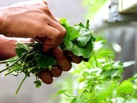 6 loại rau "dễ tính" nhất, nên trồng ngay