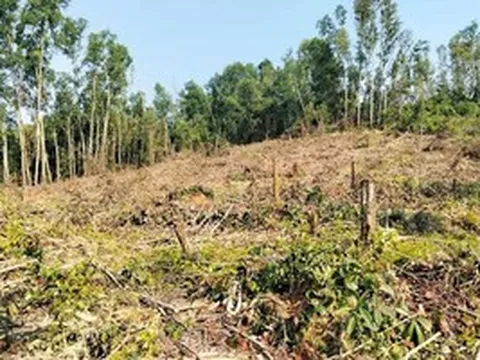 Nguyên giám đốc khai thác rừng trái phép, đơn vị quản lý “quên” báo cáo