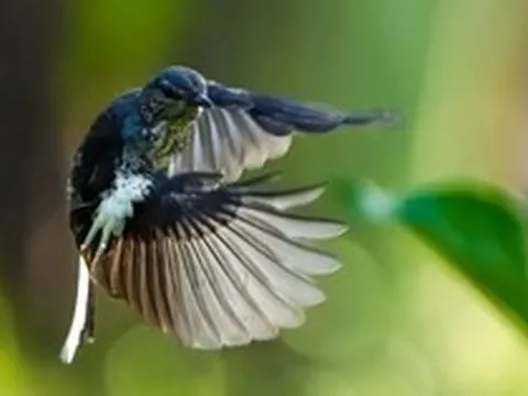 Địa điểm ngắm chim ở Việt Nam lọt top đẹp nhất thế giới