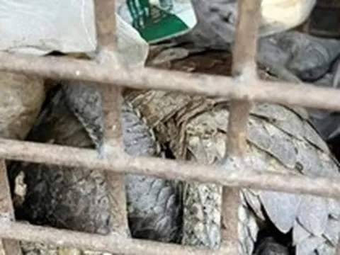 Phát hiện 2 cá thể động vật quý hiếm, có nguy cơ tuyệt chủng nằm trên lề đường ở Quảng Trị