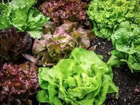 Loại cây giúp gia chủ tiết kiệm khối tiền, dễ trồng, thu hoạch nhanh bất ngờ