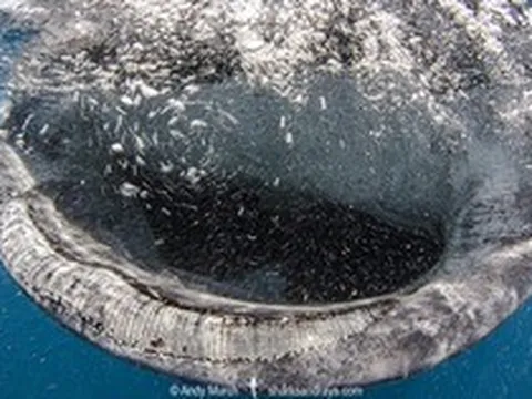 "Khủng long sống" khổng lồ bất ngờ nổi lên giữa biển, khoảnh khắc hiếm khiến ai thấy cũng nói may mắn